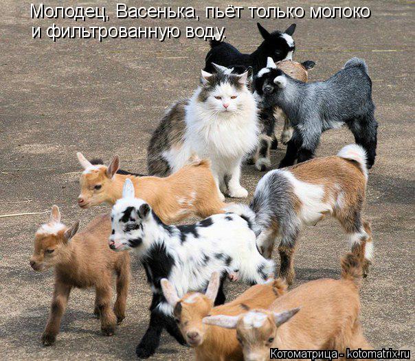 Лучшие котоматрицы недели (50 фото)