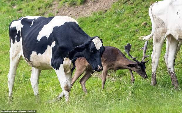 Свой среди чужих: оленя в Англии «усыновило» стадо коров