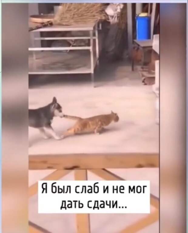 Рыжый овчарке нормально так вшатал