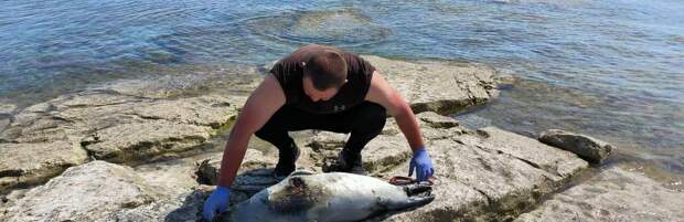 Эколог высказался о гибели тюленей на Каспии в Мангистау
