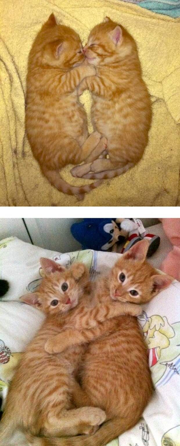 Кошки – тогда и сейчас