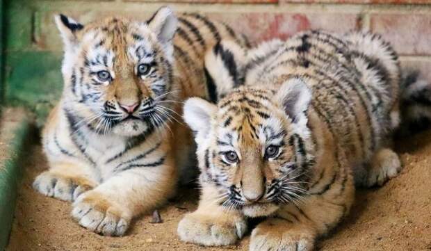 Участники «Активного гражданина» выберут имена для амурских тигрят из Московского зоопарка