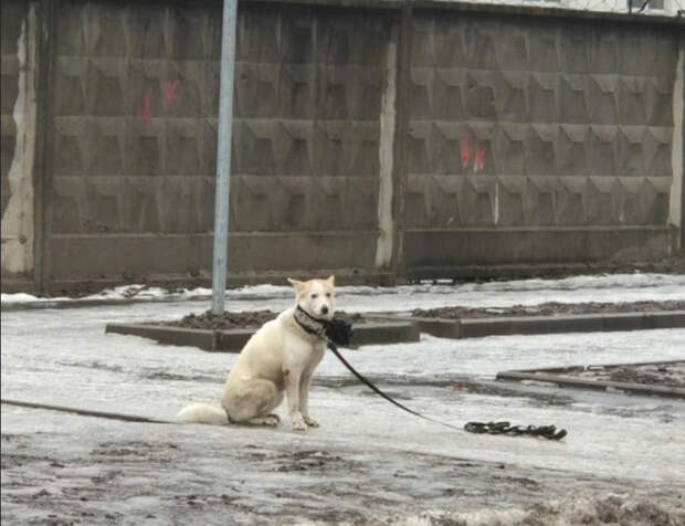 На Парнасе заметили собаку, ждущую хозяина, которого увезли по скорой