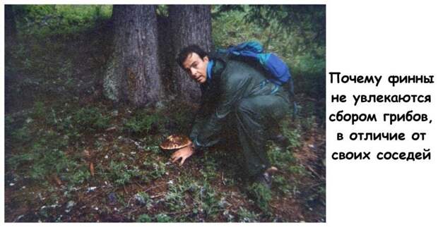 Почему финны не увлекаются сбором грибов, в отличие от своих соседей