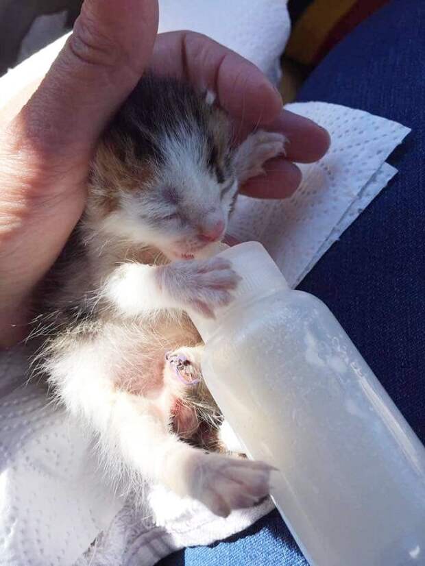 Котенок пьет молоко Котенка кормят