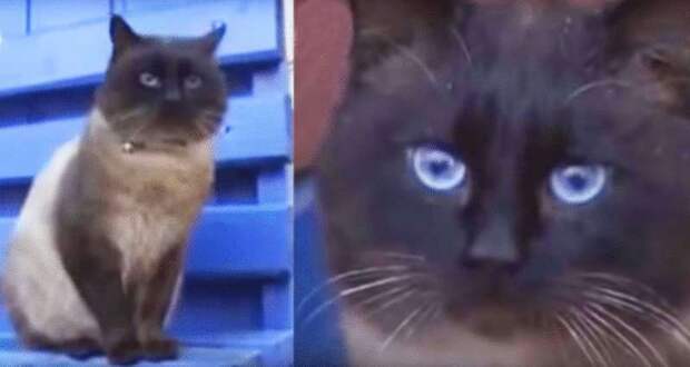 Кота вывезли на остановку и бросили. Но он сидит и ждет, верный как Хатико…