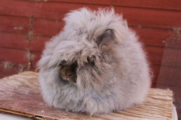 angora rabbit