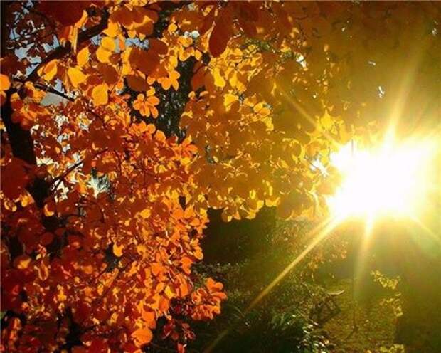 Фотография: Эта осень...  Эта осень прошита дорогами И расчерчена клёнами красными, Эта осень не стонет тревогами, А наполнена яркими красками! Эта осень - не дань уходящему, А весны шальной продолжение... Эта осень - песней манящая И мозаикой стихосложения. Эта осень из солнца соткана, И в небесную синь окрашена... Эта осень - в рассветы окнами Счастья взглядами ошарашена... 01 час.30 мин. 12.09.14.