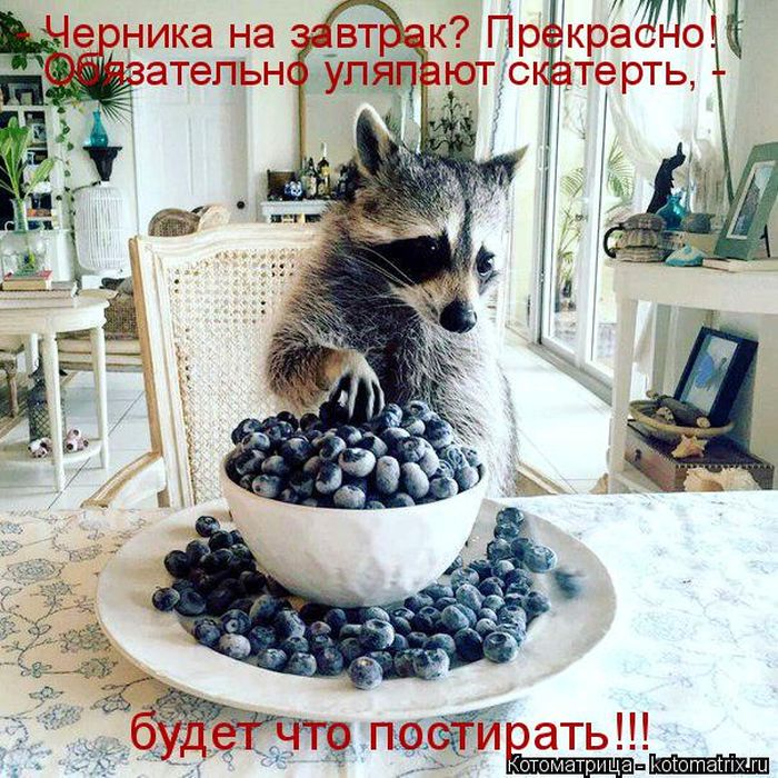 Лучшие котоматрицы недели (50 фото)