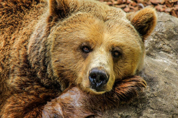 Медведи растерзали мальчика в зоопарке Сочи