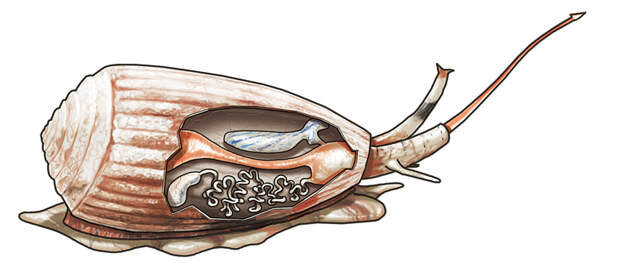 Ядовитый брюхоногий моллюск конус: виды, описание, строение