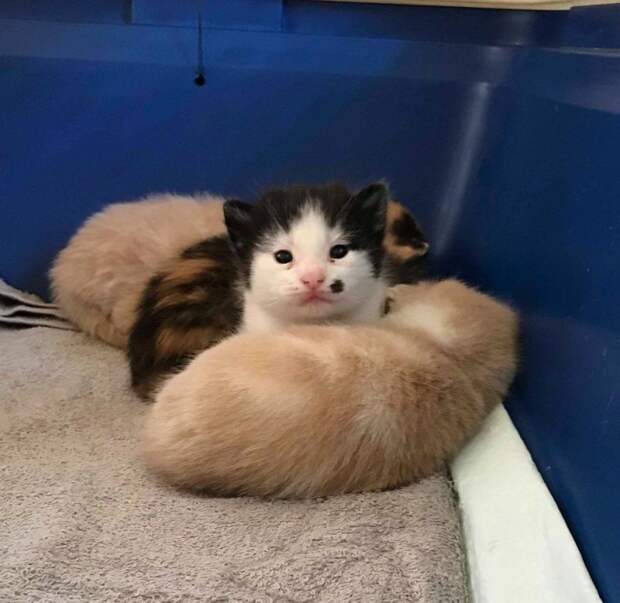 Беременная кошка, брошенная в приюте, родила особенного котенка Беременная кошка, брошенная в приюте, родила особенного котенка история, история спасения, котята, кошка, кошки, спасение животных, трогательно