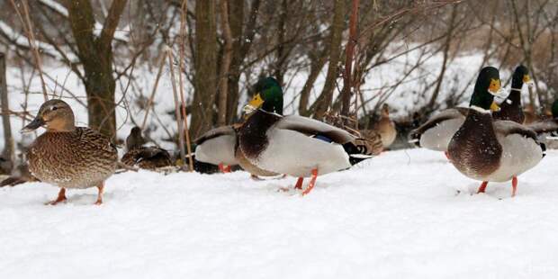 В Москве подсчитают оставшихся на зимовку водоплавающих птиц/фото: mos.ru