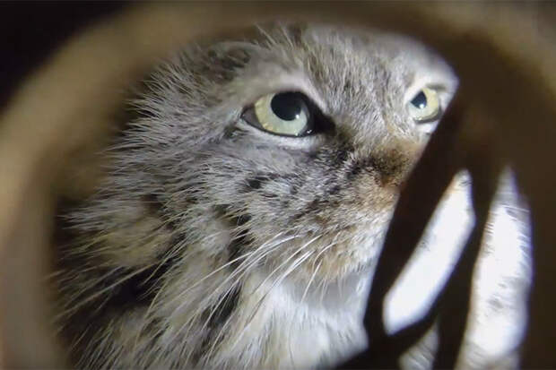 Манул Пепе из Новосибирского зоопарка нашла жениха в Санкт-Петербурге