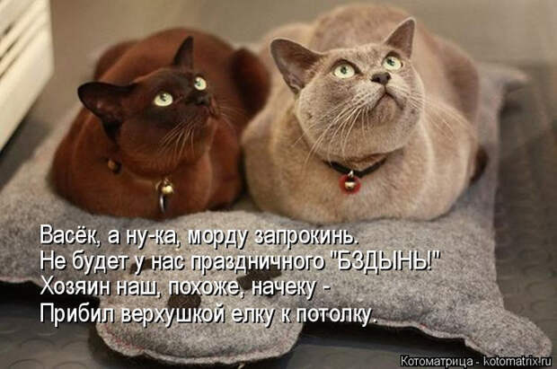 kotomatritsa_f (1) (700x464, 282Kb)