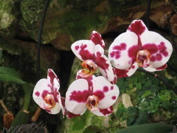 Фаленопсис (Phalaenopsis)