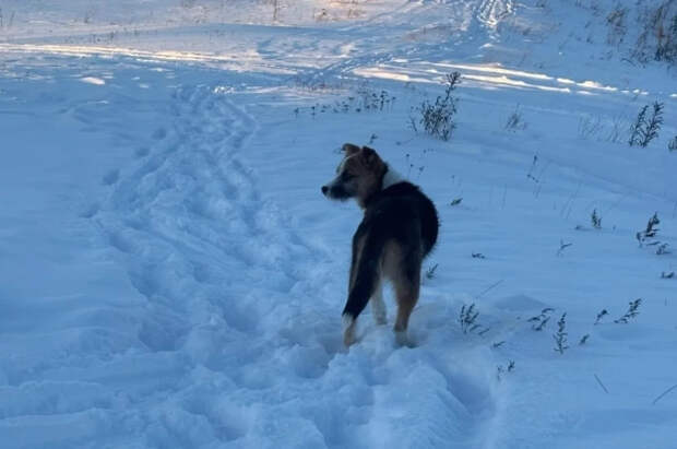 Камчатские спасатели сняли двух собак с дрейфующей льдины в бухте Раковой