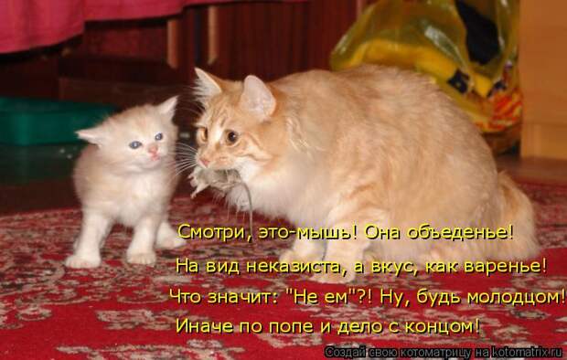 Котоматрица: Что значит: "Не ем"?! Ну, будь молодцом! На вид неказиста, а вкус, как варенье! Смотри, это-мышь! Она объеденье! Иначе по попе и дело с концом!
