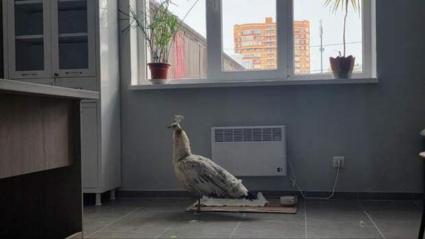 Сотрудники МУП «КТТУ» помогли экзотической птице, замерзающей на остановке