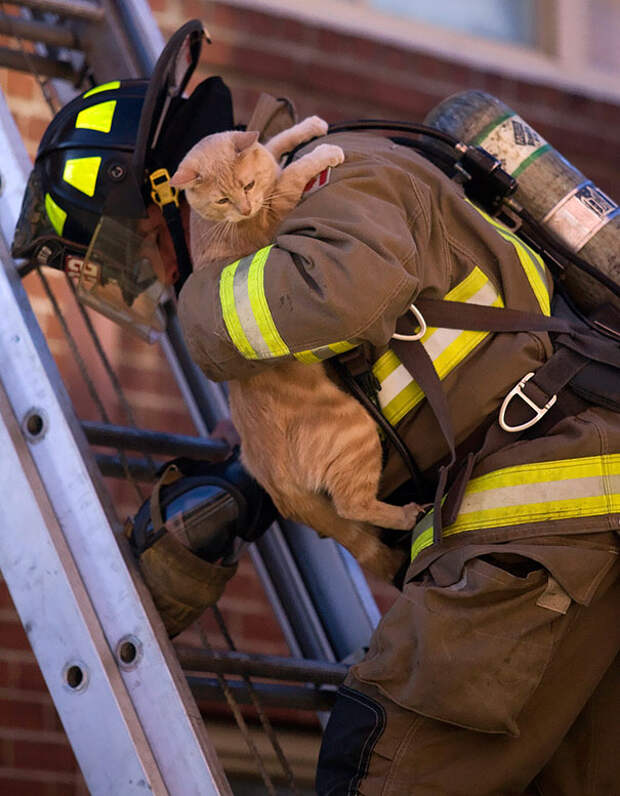 firefighters-rescuing-animals-saving-pets-21-5729e0dd671d4__605