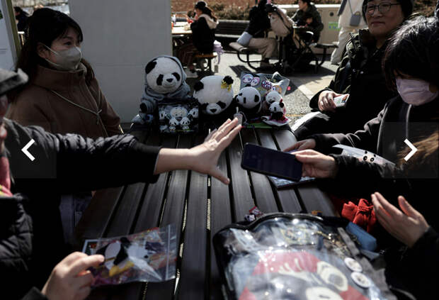 Прощание с пандами. Как уход любимцев из зоопарка Уэно связан с политикой