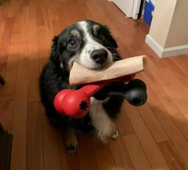 Непредсказуемые любимые игрушки домашних питомцев