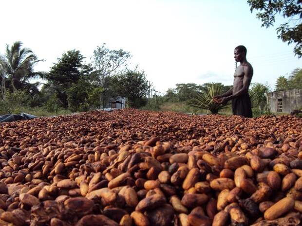 www.climafrica.net-cocoa_prod_ghana