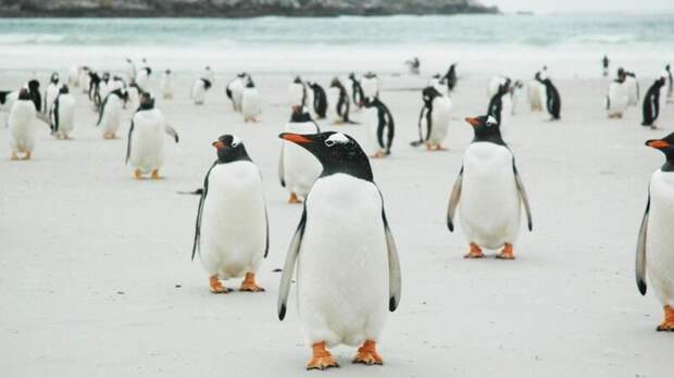 На протяжении 150 лет островом Пеббл в Фолклендском архипелаге владело семейство Динов ynews, Фолклендские острова, в мире, остров, острова, пингвины, продажа, фото