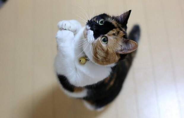 Какие «человеческие» продукты питания можно давать кошке, не опасаясь за ее здоровье