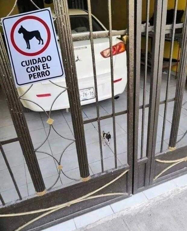 L25 злобных собакенов которых поставили охранять