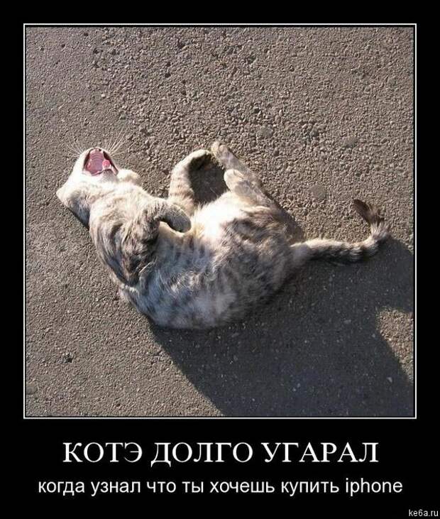 Животным смешно, а вам? (90 фото) smeshnie shivotnie 51 Животным смешно, а вам? (90 фото)