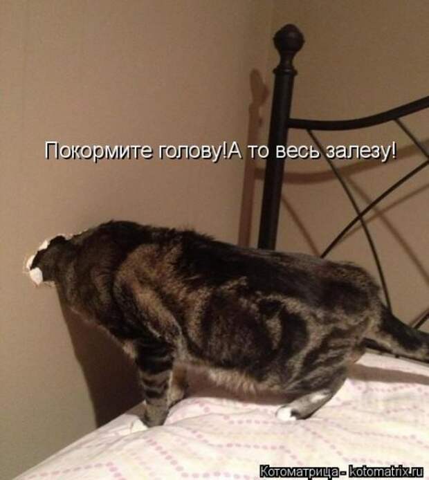 Котоматрица свежак (36 шт)