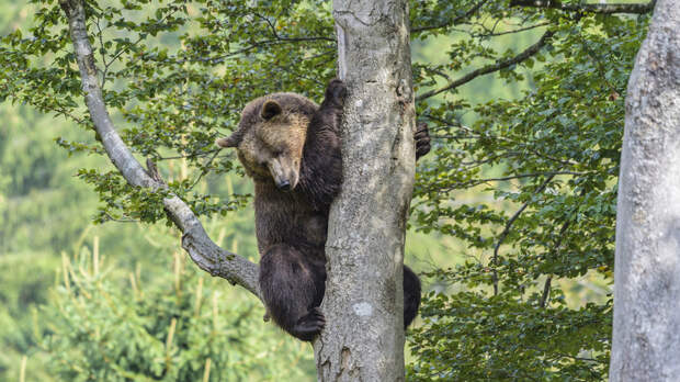 В Челябинской области предупредили туристов об опасности нападения медведей