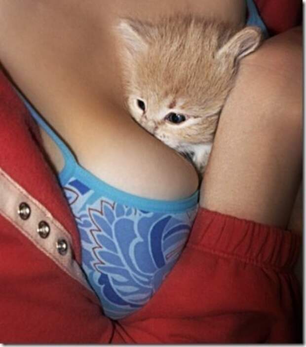 Милые котята