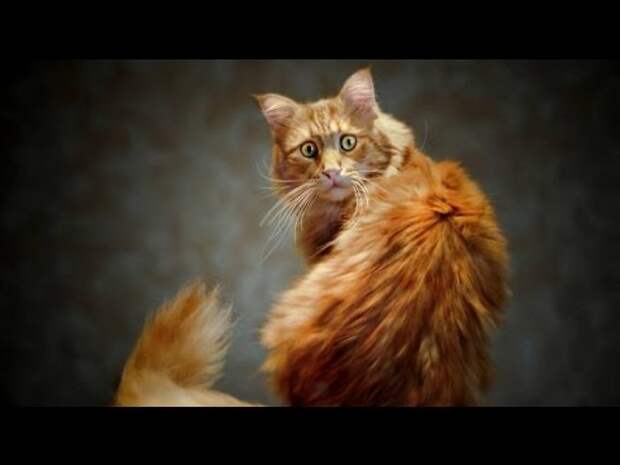 Хитрожопые коты / Crafty cats - YouTube