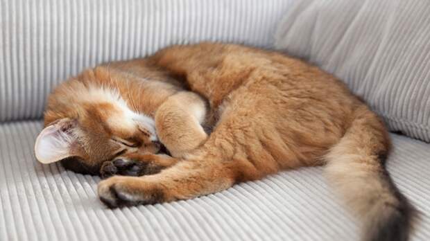 Глазами любимцев: как на самом деле видят нас кошки, собаки и попугаи