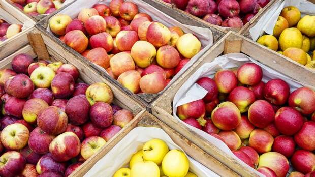 Экспорт грузинских яблок в Россию в 2025 году удвоился и достиг рекорда