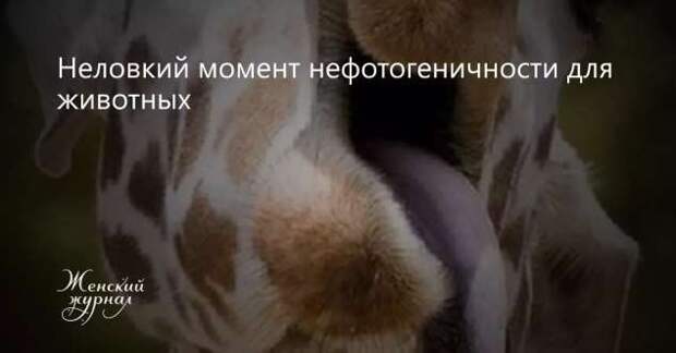 Тот самый неловкий момент. Чертовская Подборка chert-poberi-moment-chert-poberi-moment-14191230072020-4 картинка chert-poberi-moment-14191230072020-4