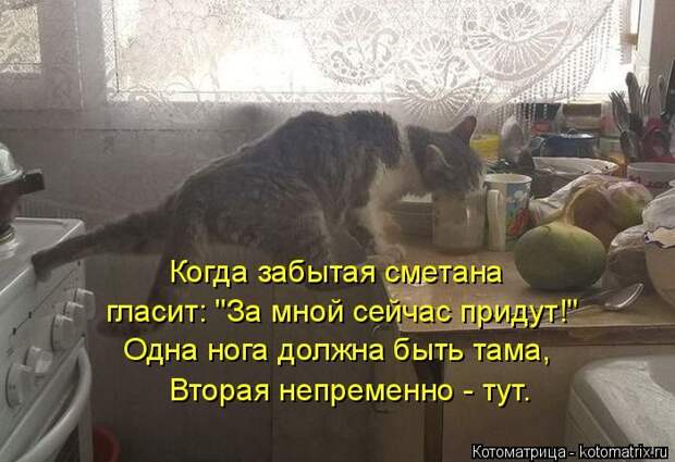 Забавные котоматрицы