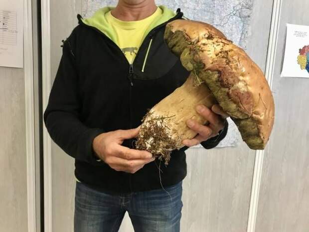 kartinok-prikolnyh-podborka-kartinki-smeshnye-kartinki-fotoprikoly