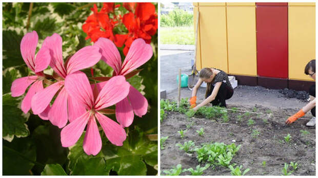 Слева - все ближе время такого цветения, справа - посадка рассады в открытый грунт, фото сайта ok.ru