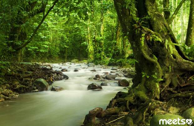 forests of the amazon, brazil forests of the amazon