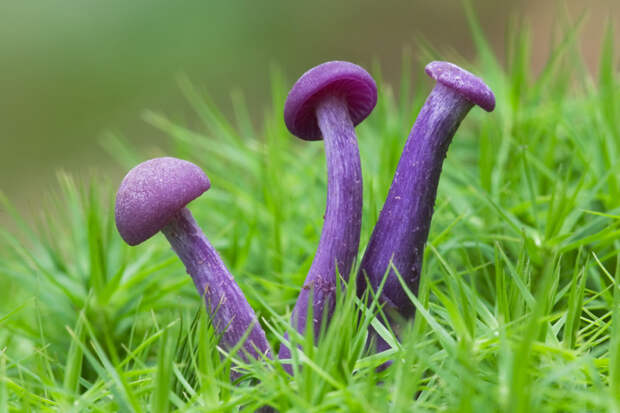 7. Аметистовый гриб (Laccaria amethystina) грибы, природа, факты