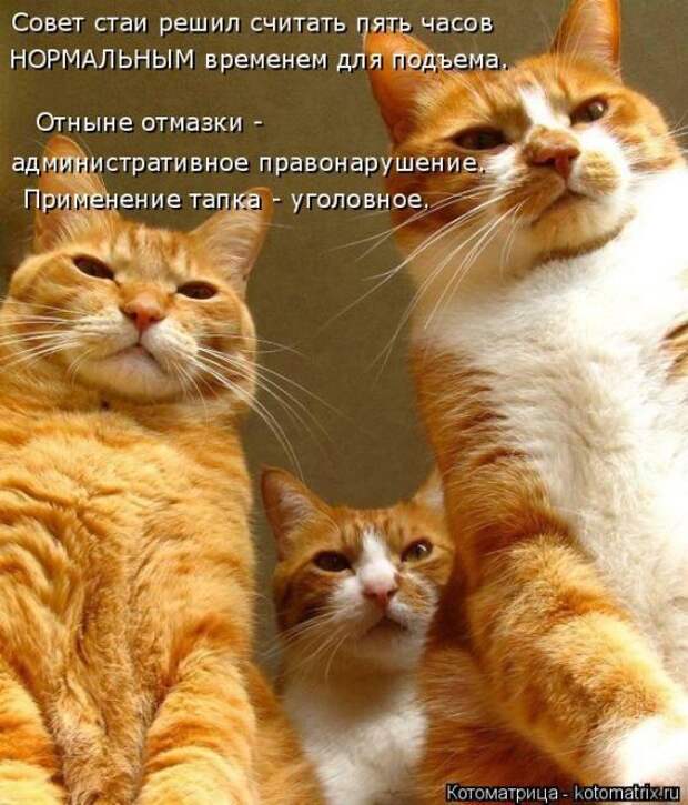 Лучшие котоматрицы недели (50 фото)