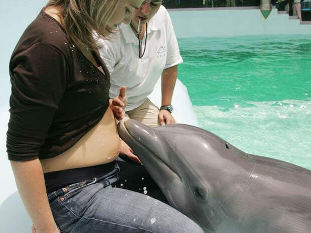 Благодаря способности эхолокации дельфины способны определять беременность женщины...