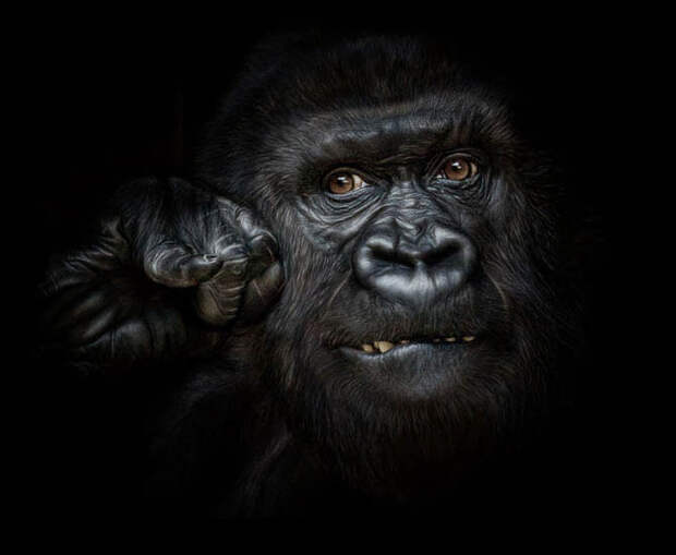 Портреты животных