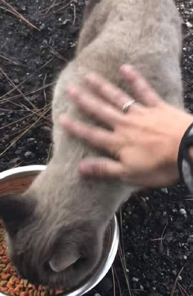 Кошку кормят Кошка кушает
