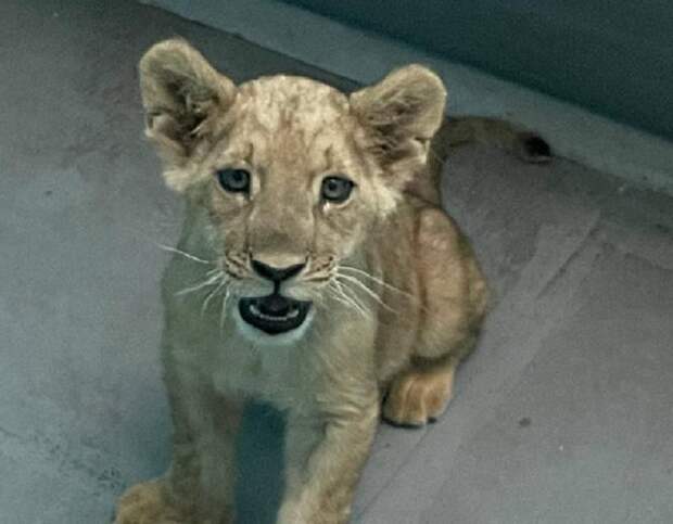 В Дагестане ветеринары спасли львенка, которому мать отгрызла часть хвоста
