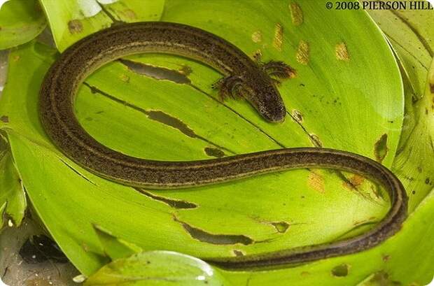 Южный карликовый сирен (лат. Pseudobranchus axanthus)