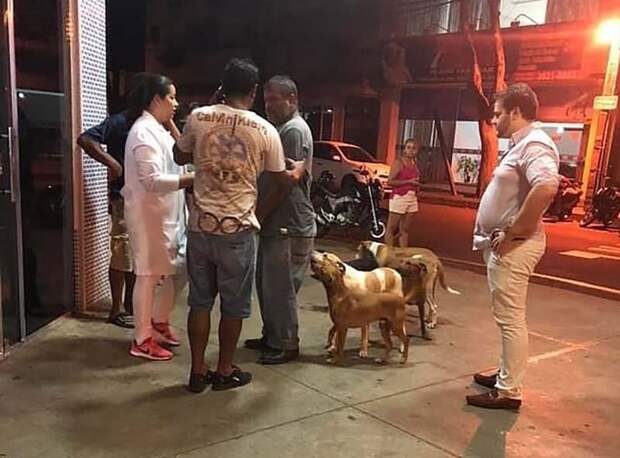 6 дворовых собак отказались бросать своего бездомного хозяина, когда того с инсультом забрала скорая